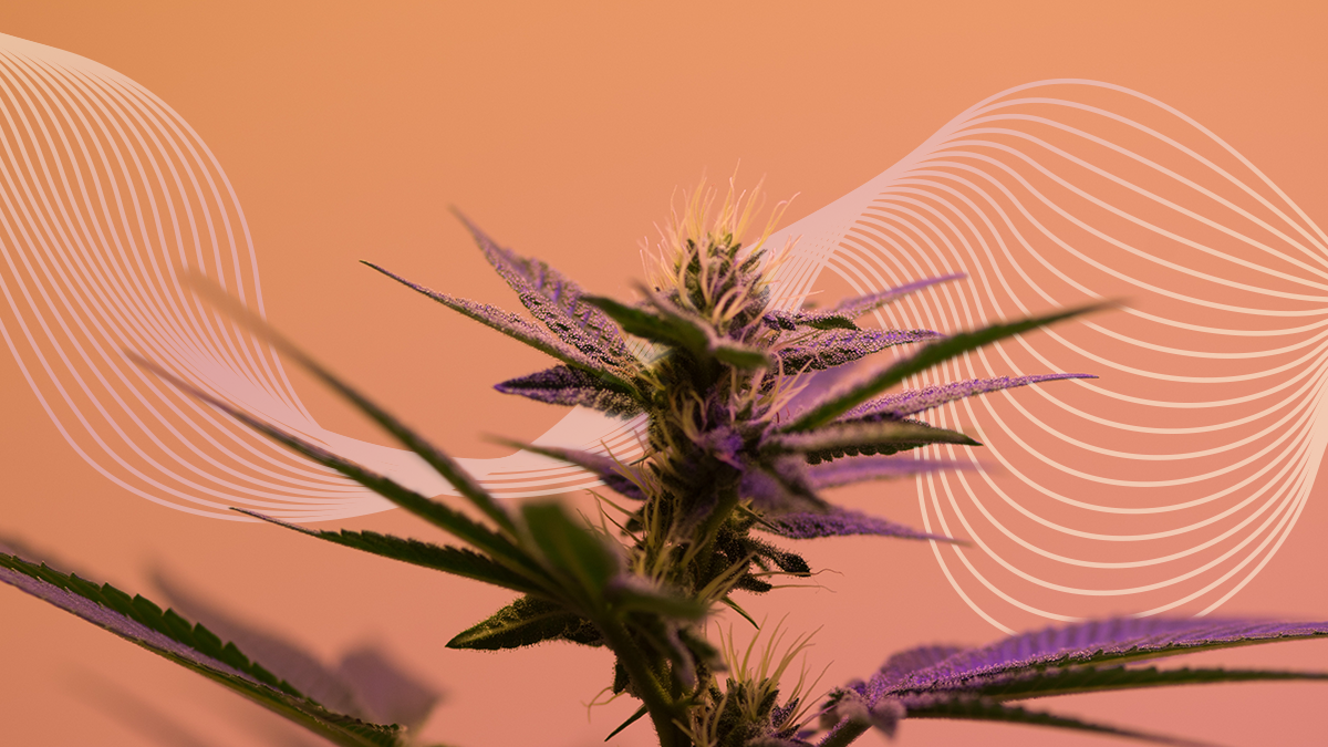 Concentrate vs Flower: The Differences You Should Know cover image