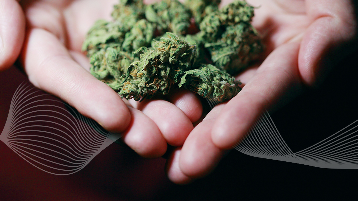 How to Measure THC Levels in Weed