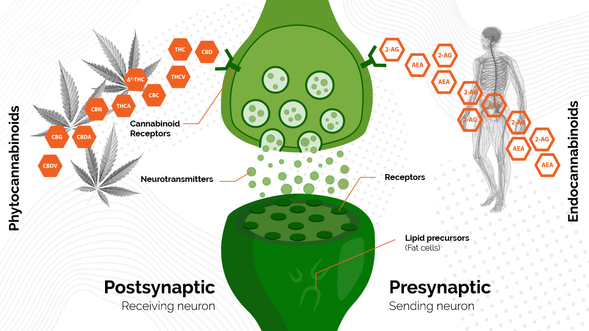 The Endocannabinoid System - an infographic