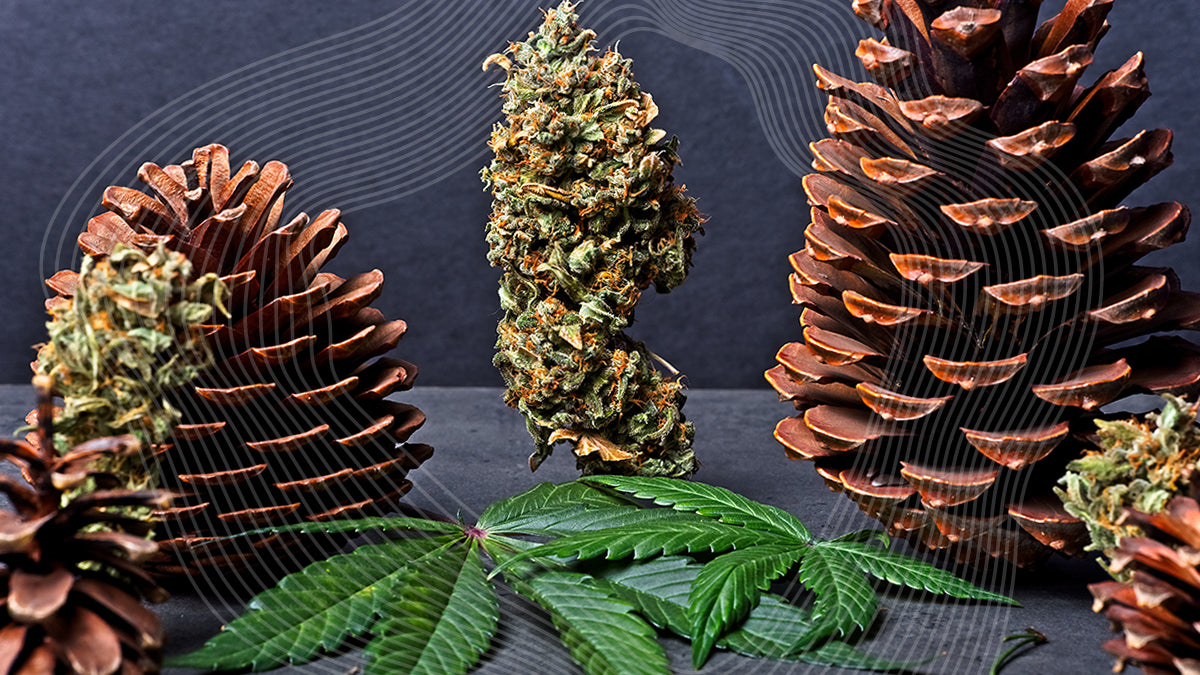 what are terpenes