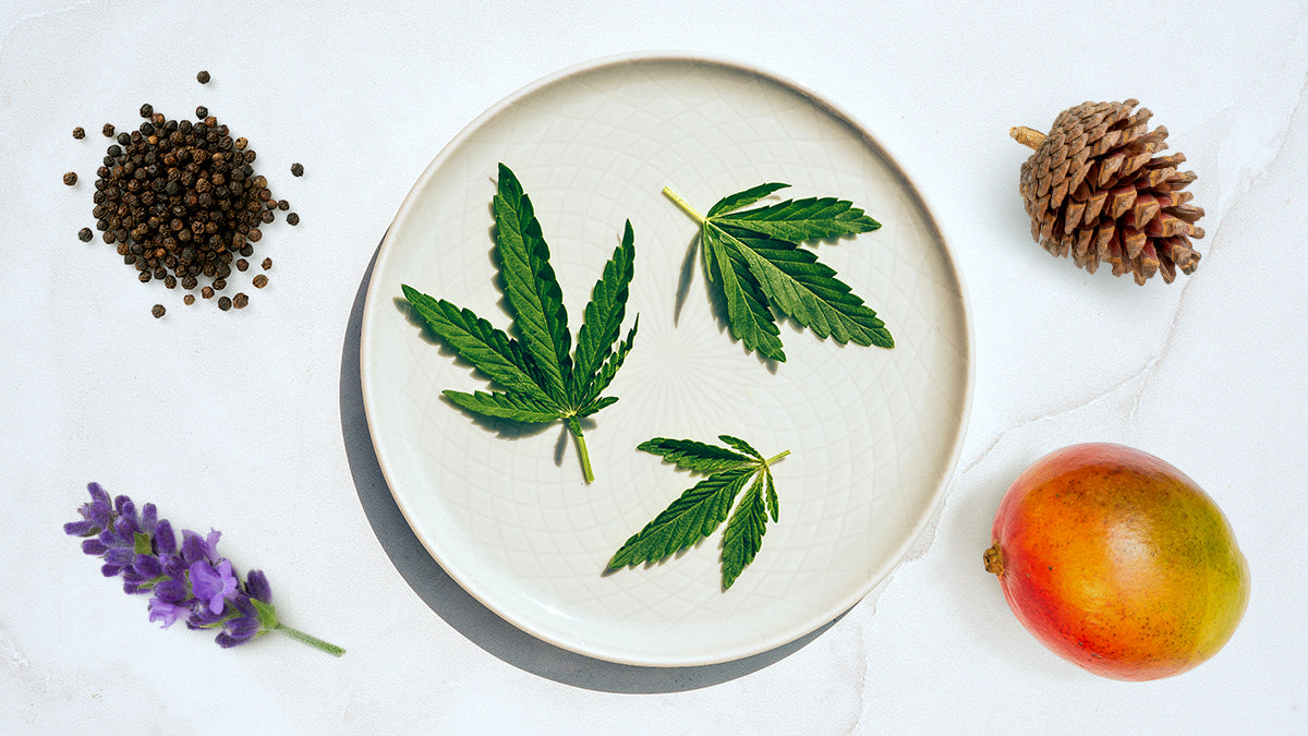 terpene aromas