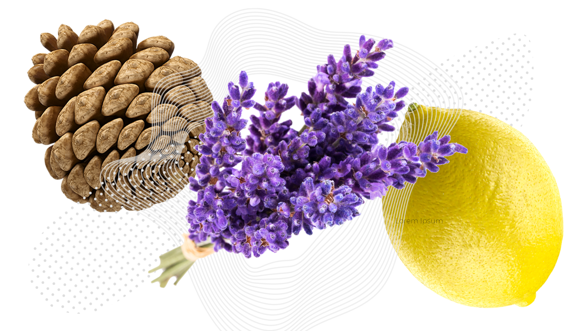 Aromatic terpenes are found in such flora as pine, lavender and lemons