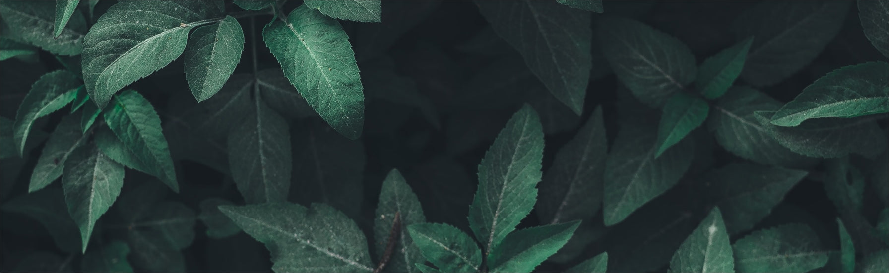 Firefly 2+ Weed Vaporizer